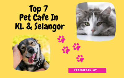 Top 7 Pet Café in KL & Selangor